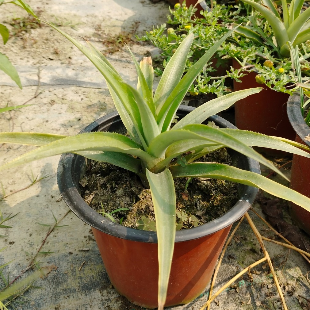 Pineapple Plant ( 50 Pcs.)