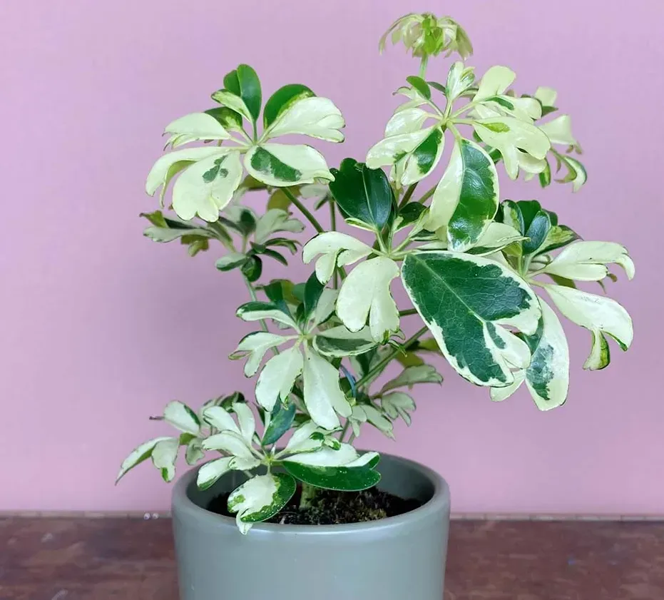 Schefflera Arboricola Janine Sapling (100 Pcs.)