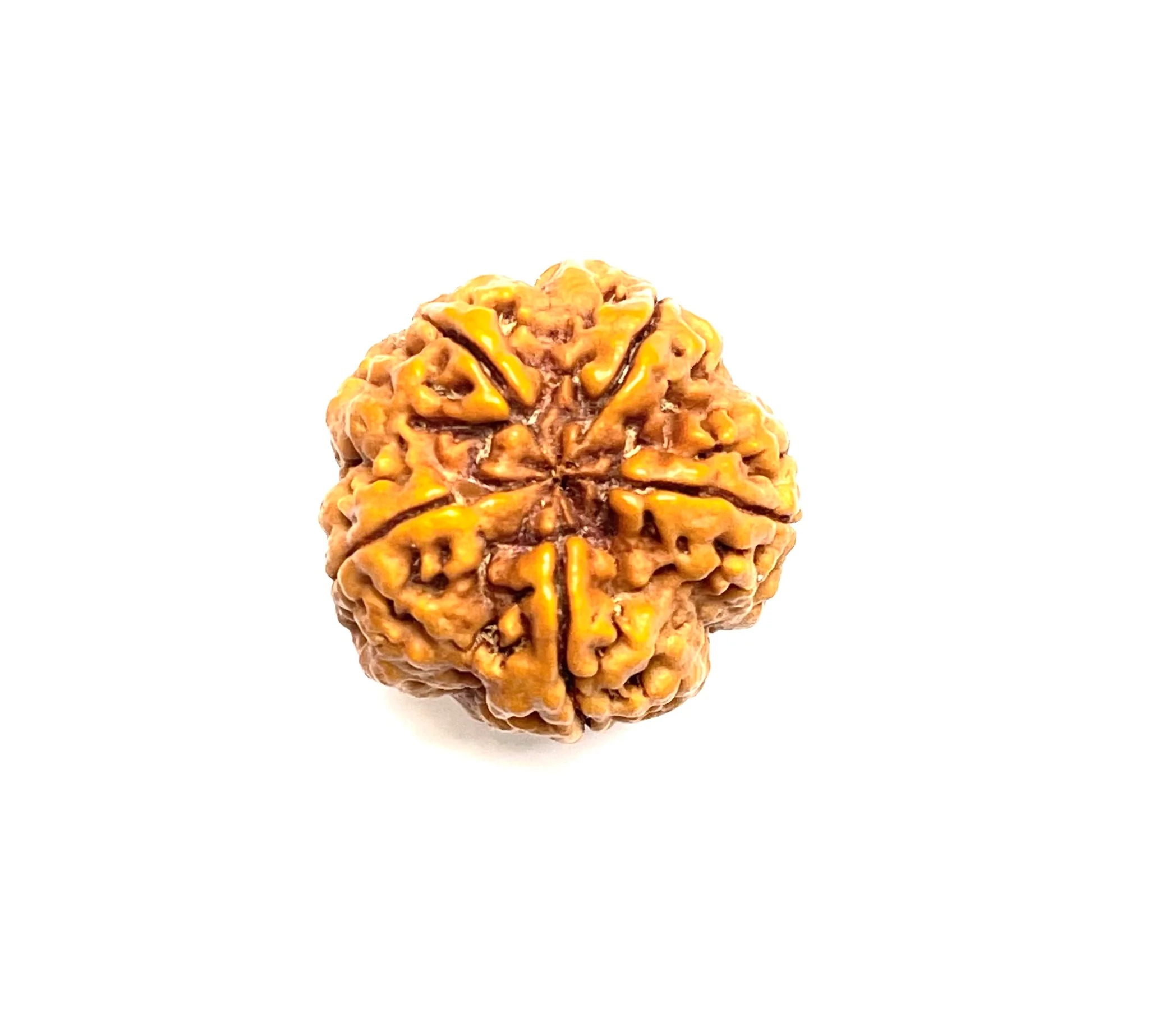 5 Mukhi Rudraksha