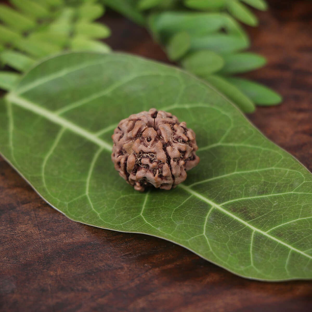 5 Mukhi Rudraksha Original & Lab Certified