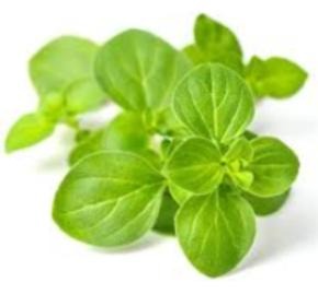 Oregano Essential Oil - 15 ml