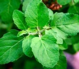 Basil Essential Oil (Tulsi Essential Oil) - 15 ml, Chetta