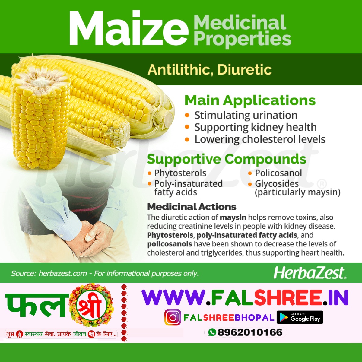 SWEET CORN/MAIZE (स्वीट कार्न भुट्टा/मक्का) - 2