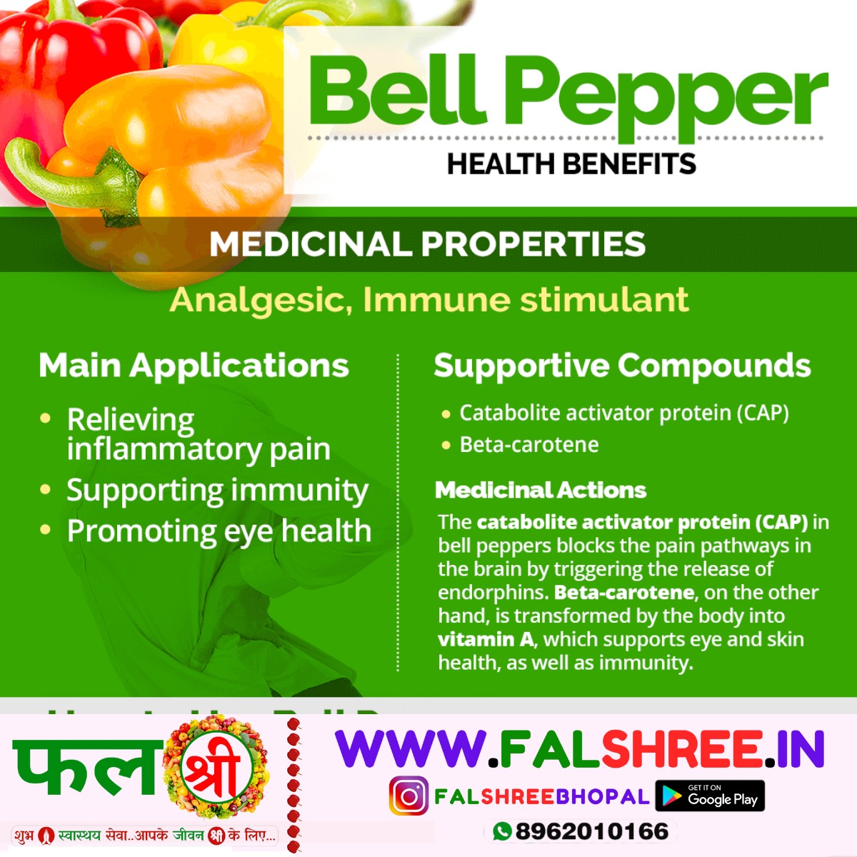 BELL PEPPER (कलरफुल शिमला मिर्च )