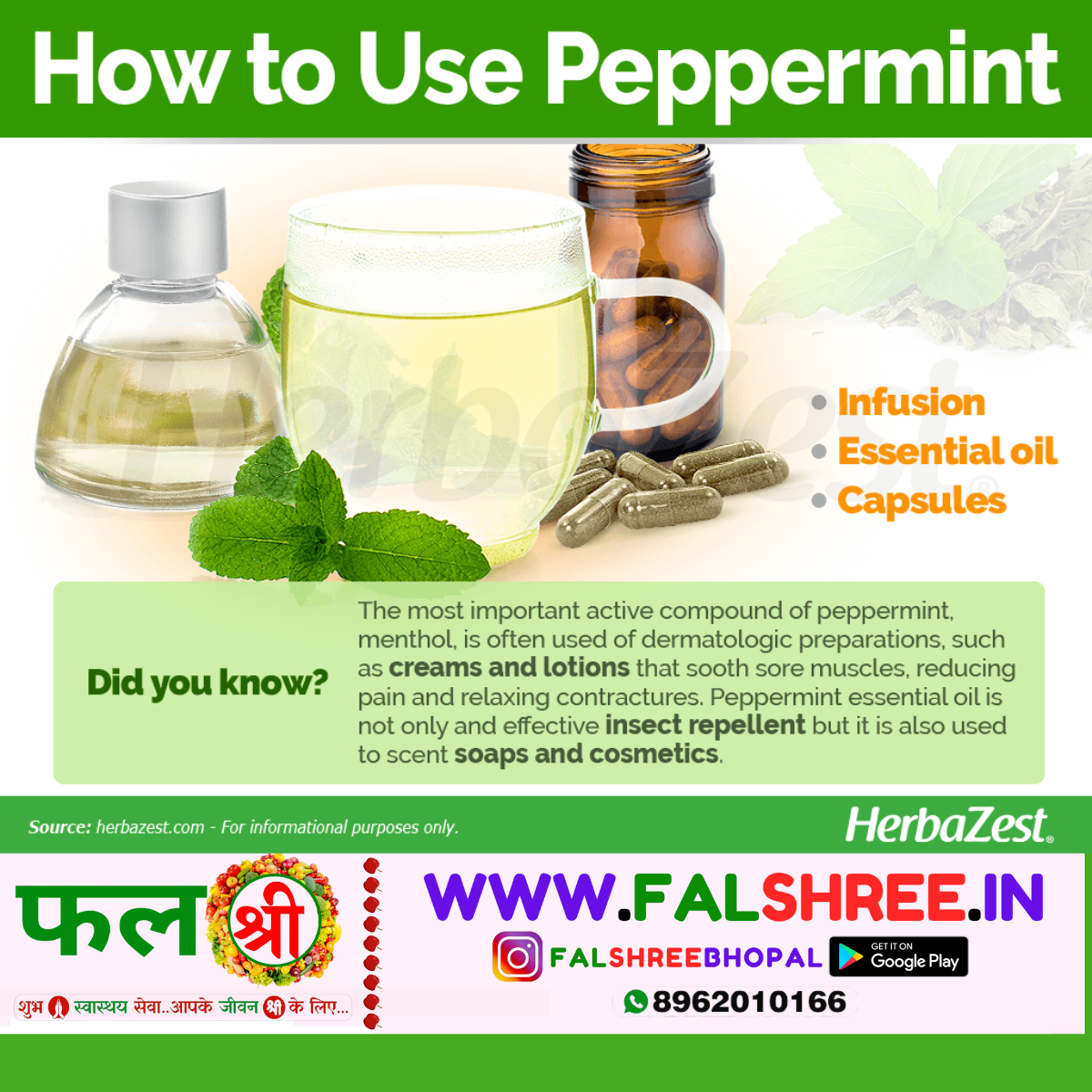 PEPPERMINT (पुदीना )