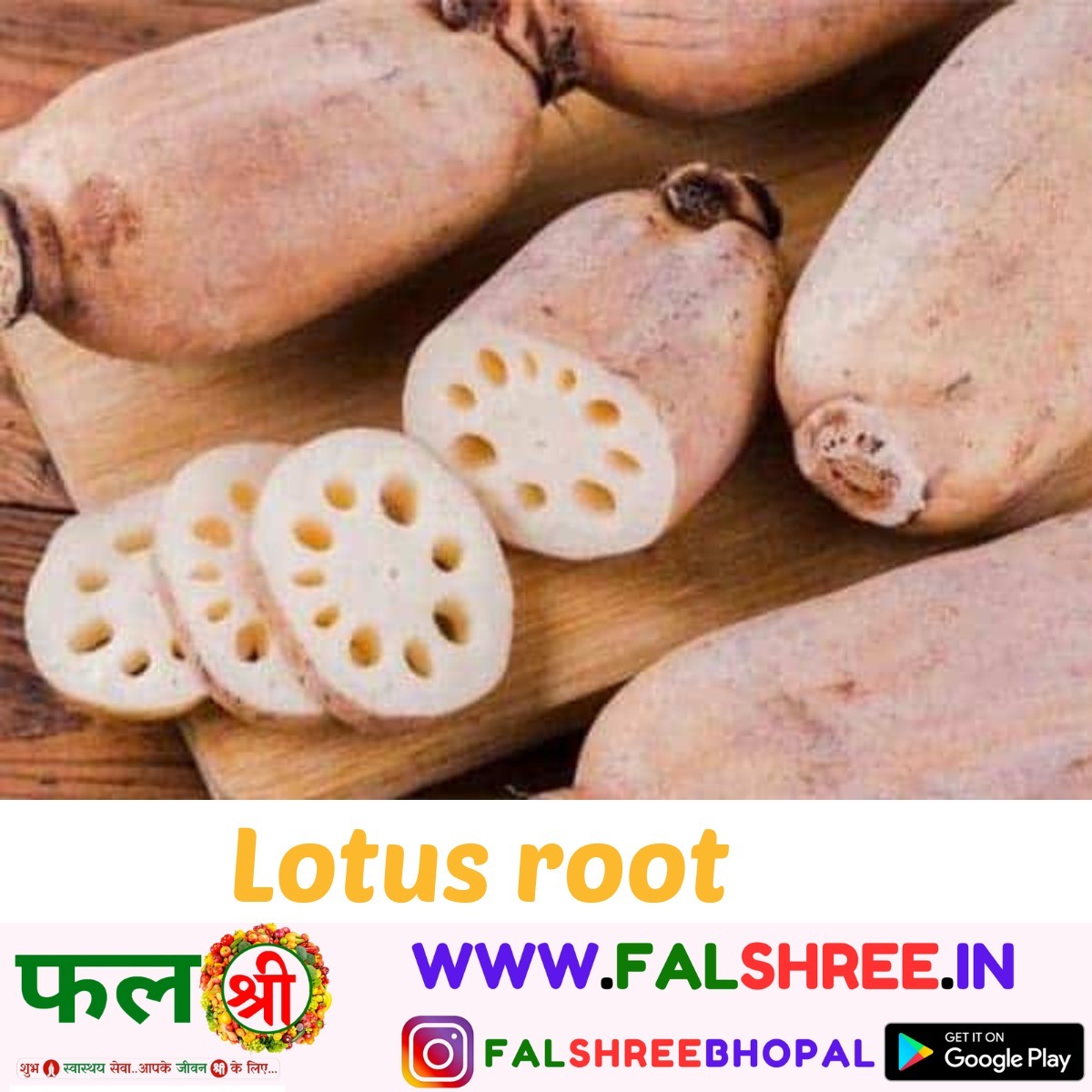 LOTUS Cucember (कमल खीरा ककड़ी)