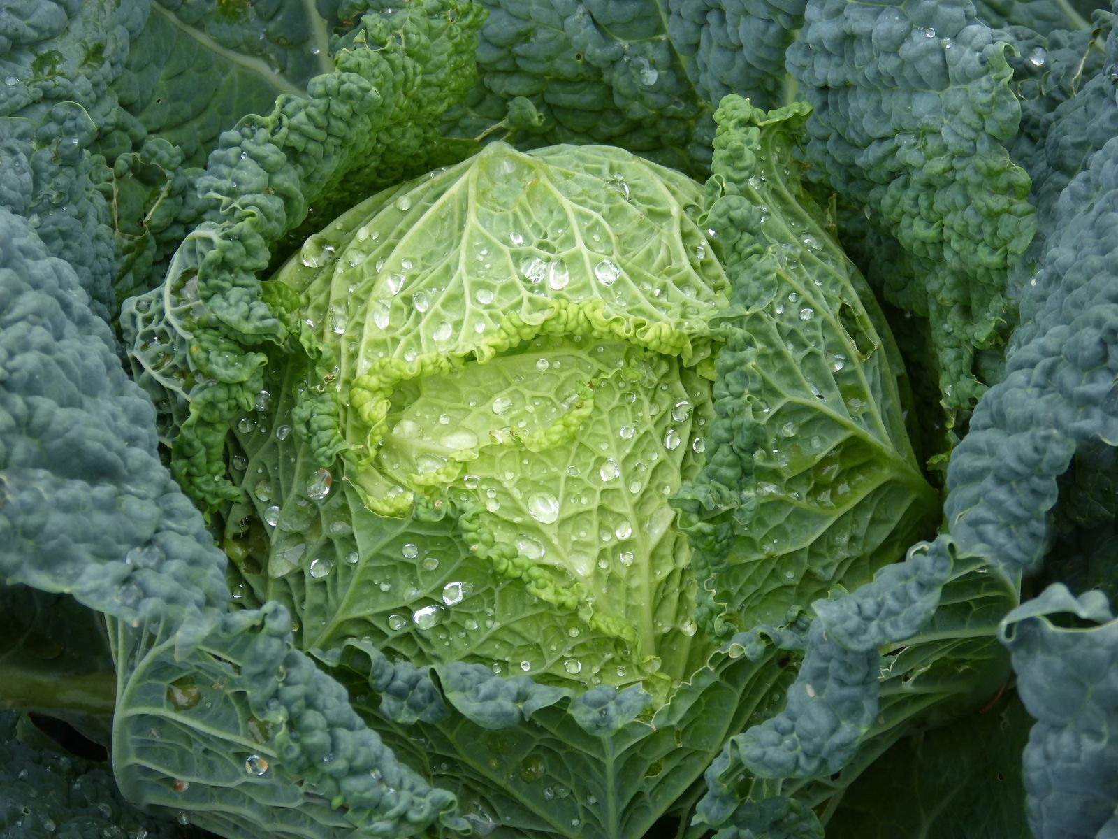 CABBAGE (पत्ता गोभी ) - 250