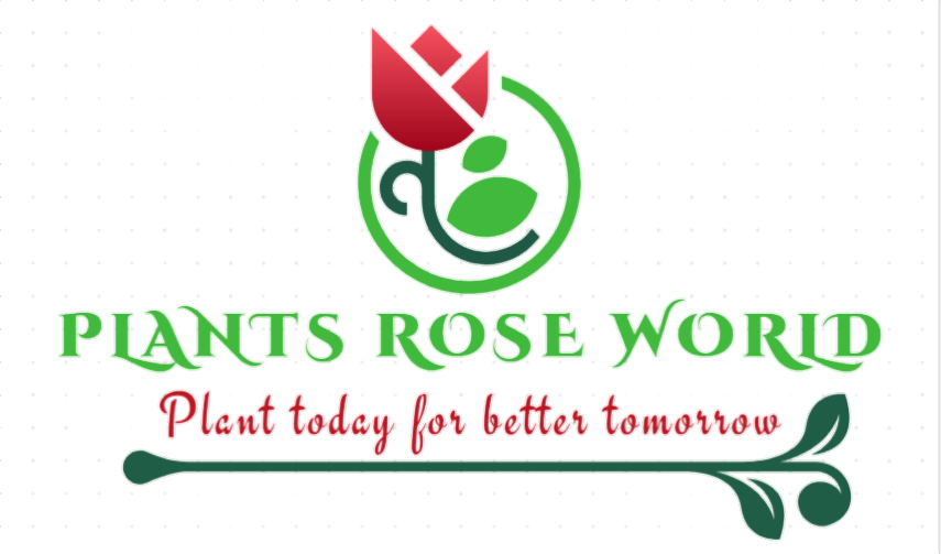 Green Rose - Plants Rose World