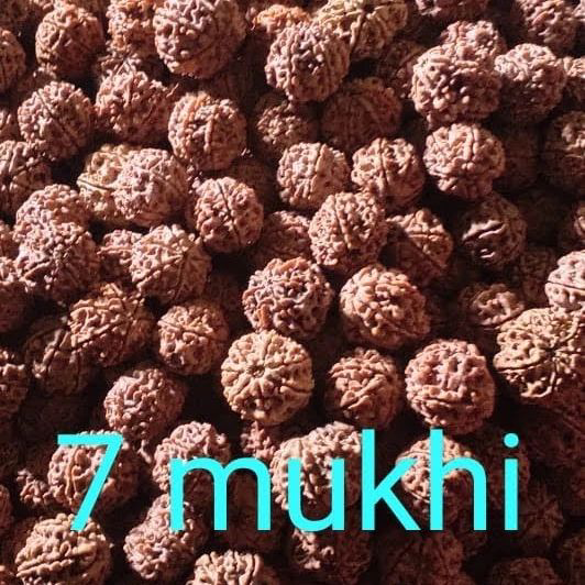 Astro Planet  7 Mukhi Rudraksha  - Nutmeg Wood Finish