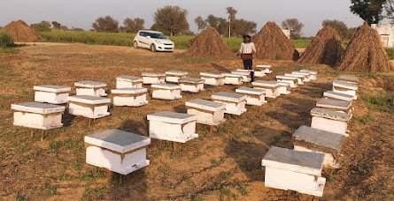 Bee Hive for Sale / Bee Colony / Bee Box - Live Stock - Apis Mellifera