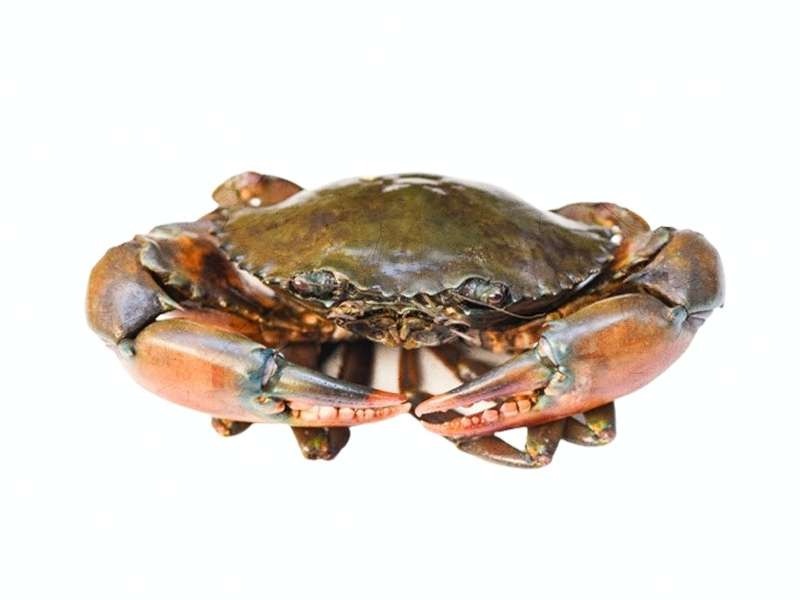 Nandu/Crab