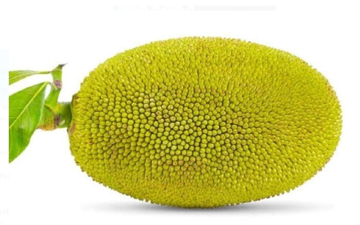 jackfruit (कटहल )