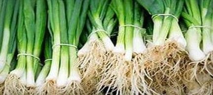 Spring onions  (वसंत के प्याज)