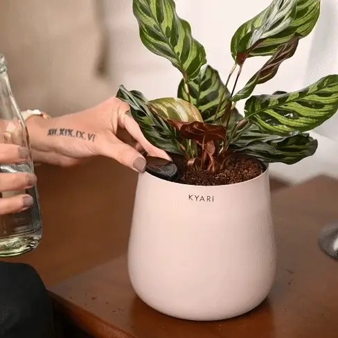 Self-watering Feature 1