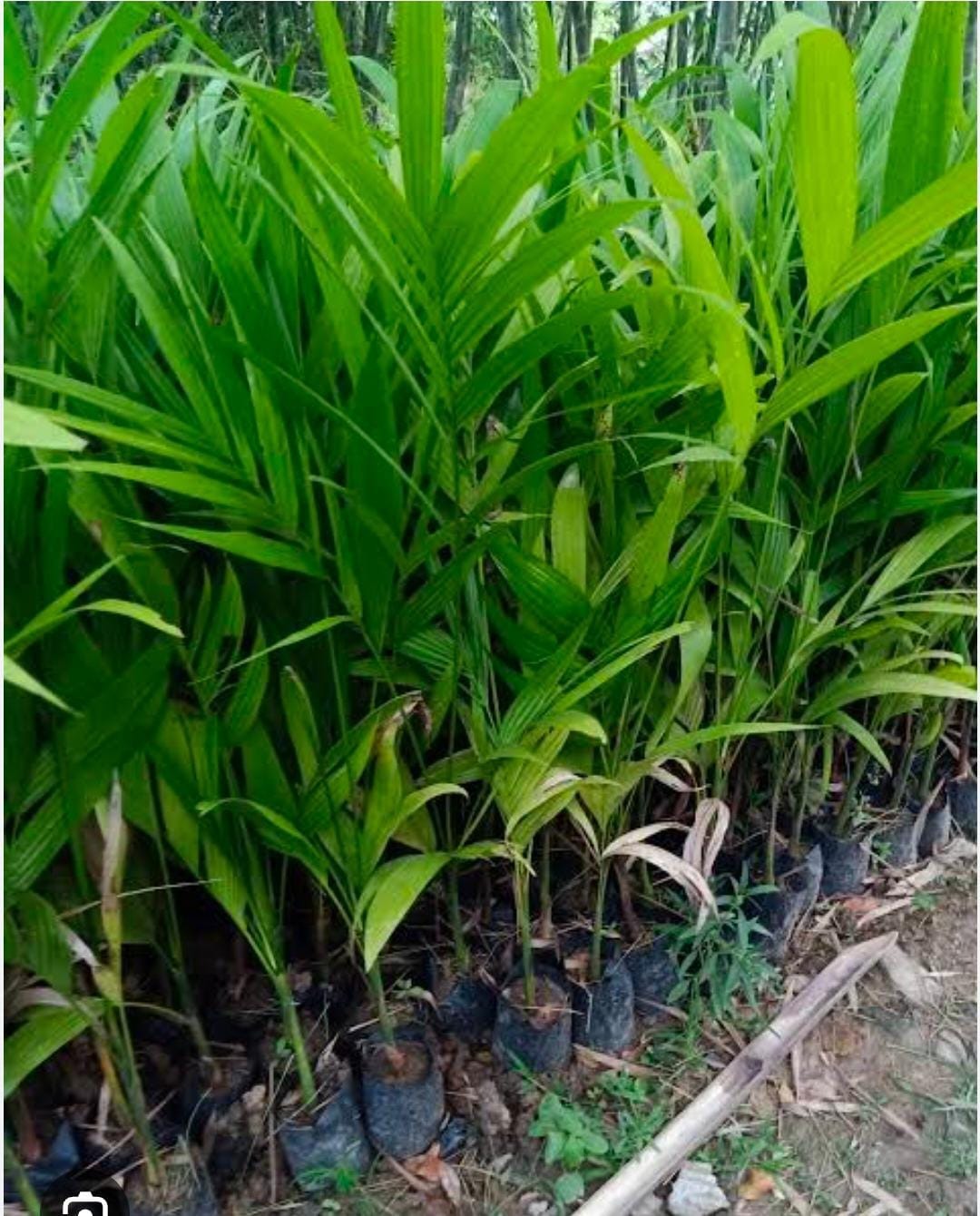 Tamul Plants