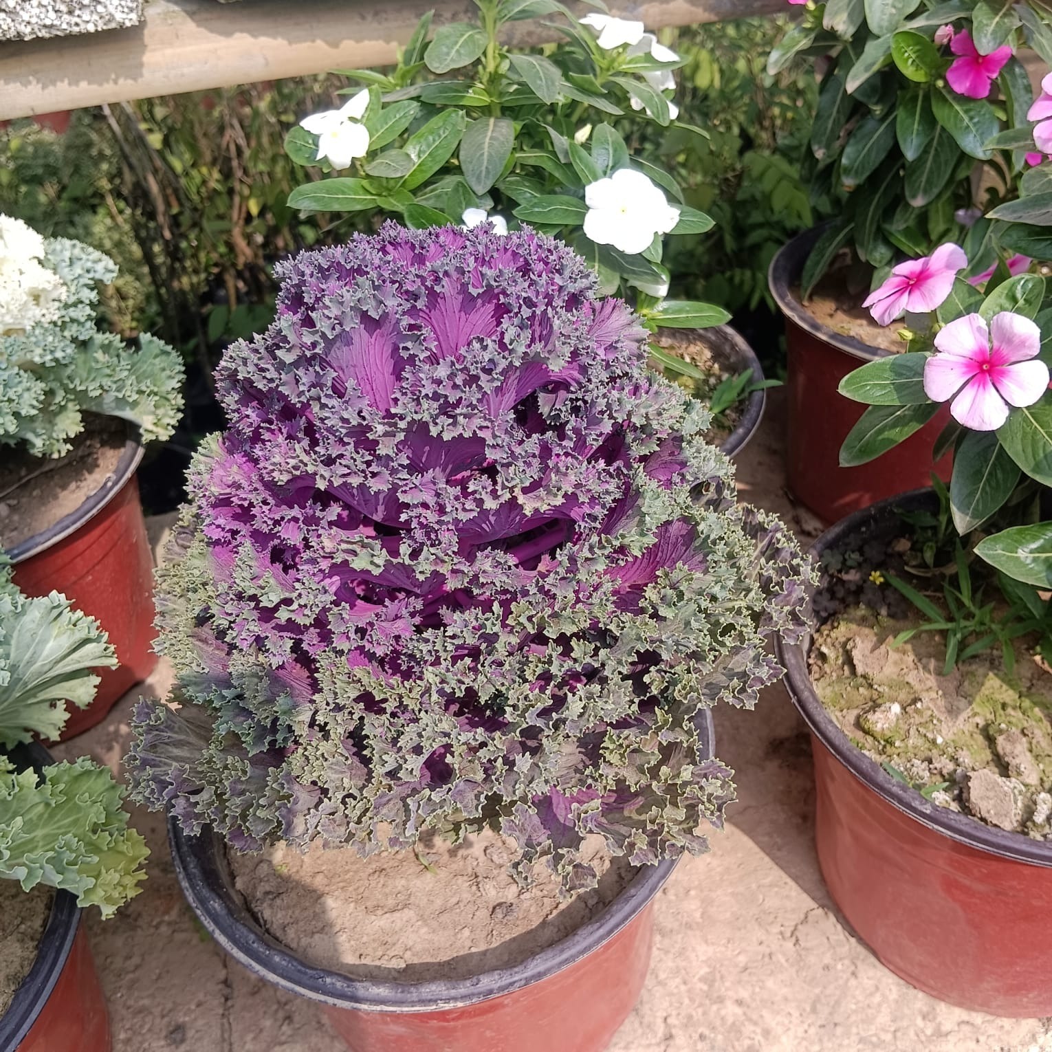 Seasonal Plant