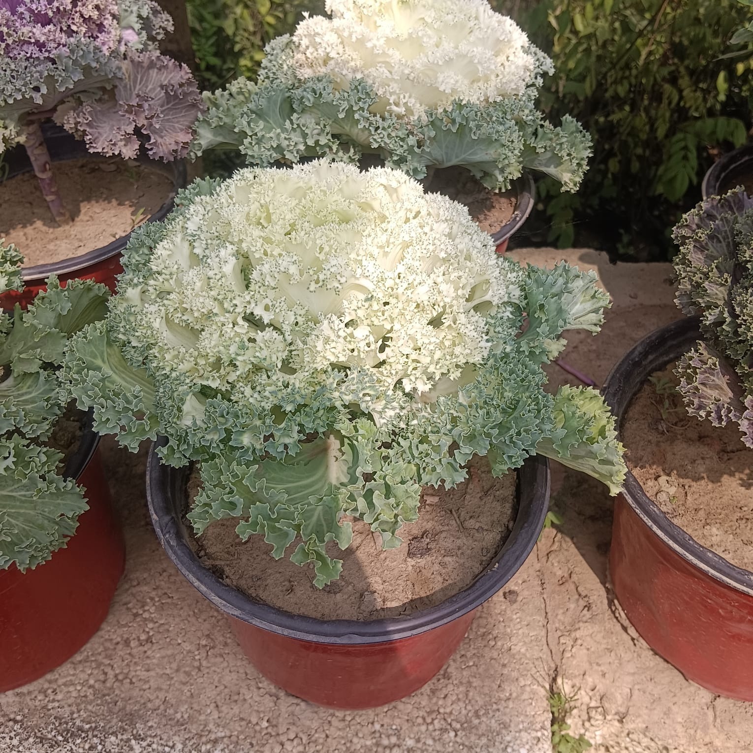 Seasonal Plant