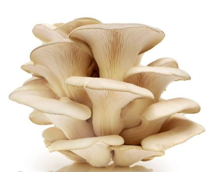 Mushrooms