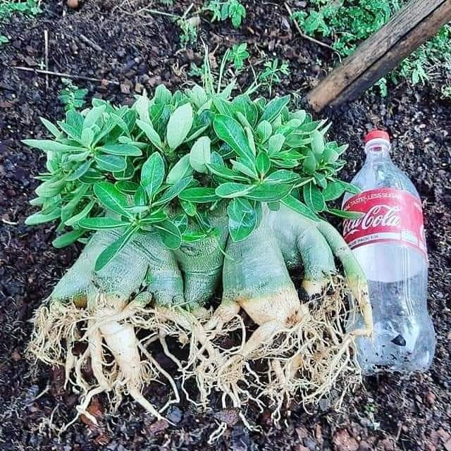 Adenium HULK  seeds available. - 5 seeds