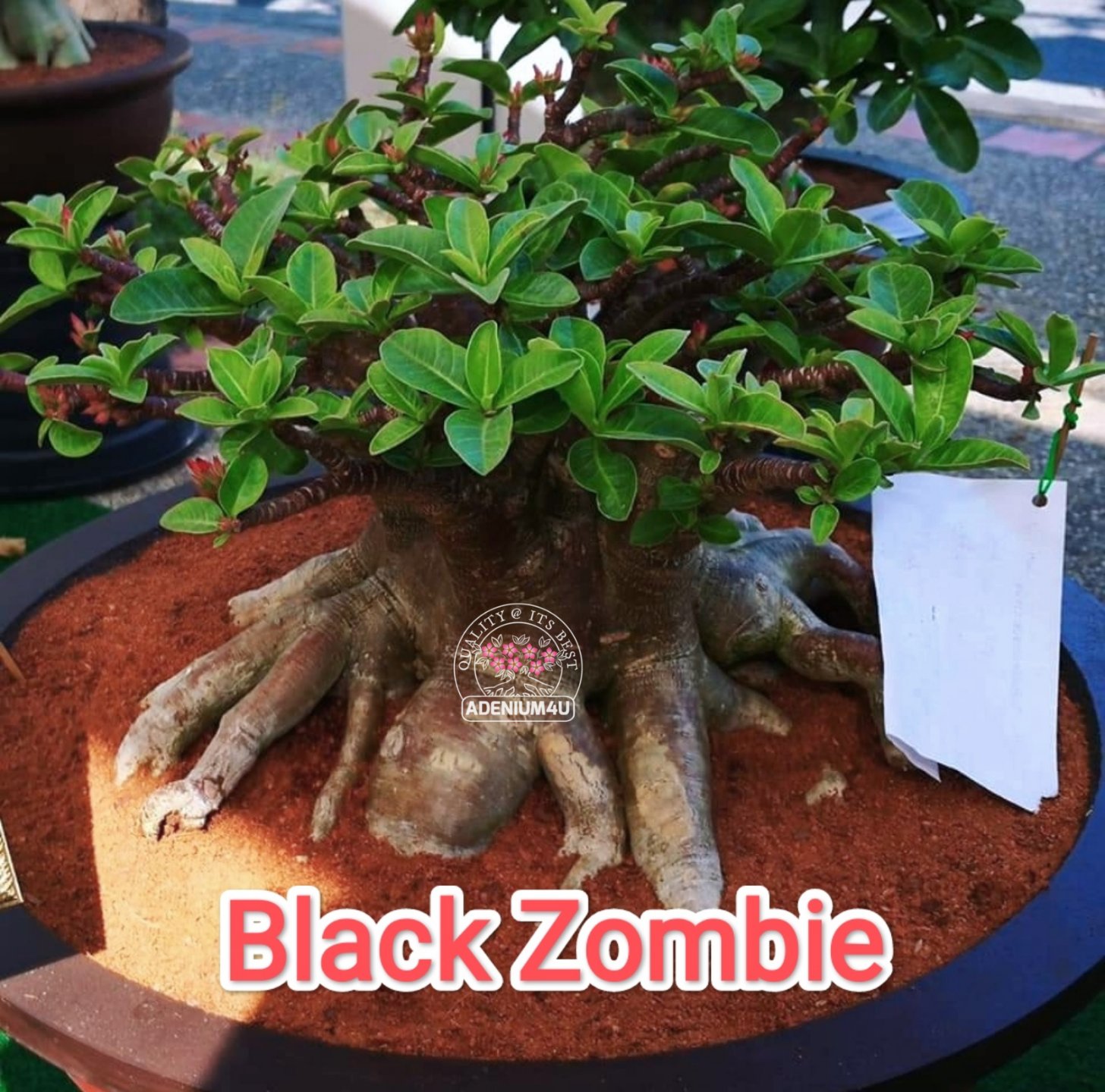 Adenium Black Skin BLACK Zombie X LMA Seeds - 10 Seeds