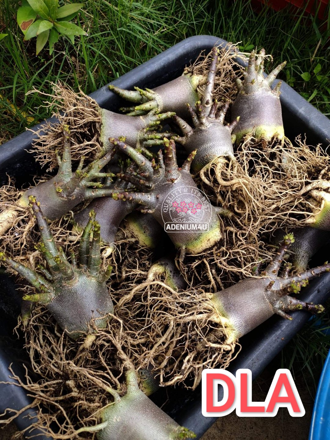 Adenium Arabicum Black Skin DLA Seeds - 10 Seeds