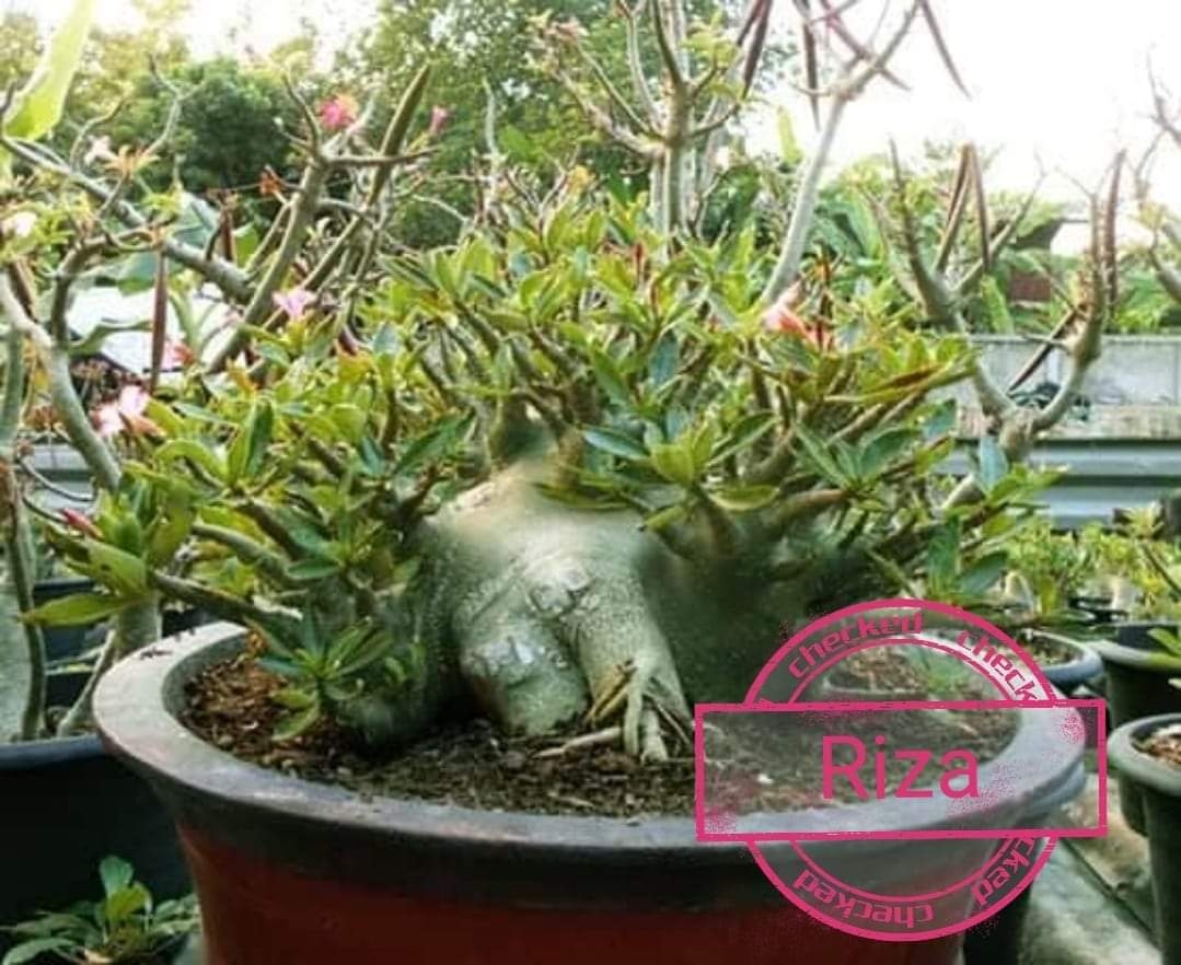 Adenium RIZA - 10 Seeds