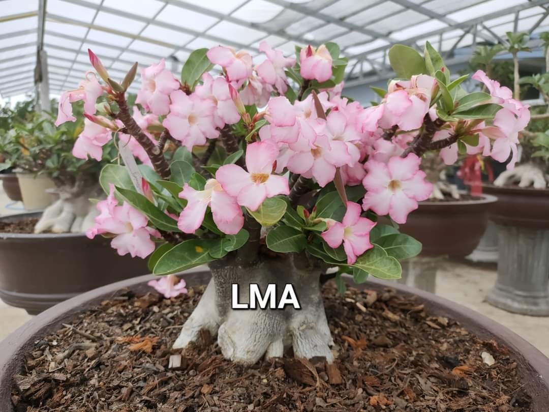 Adenium Black Skin Kalamae X LMA - 5 Seeds