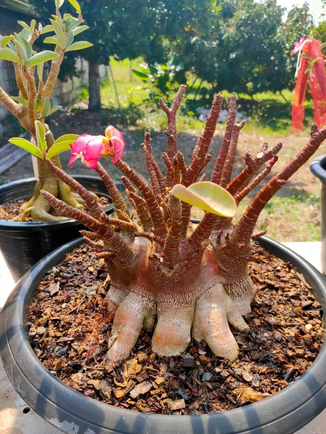 Adenium Arabicum Black Skin Aueng X DLB - 10 Seeds