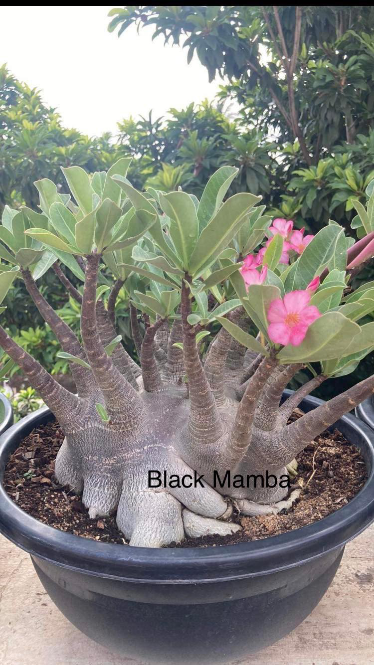 Adenium Arabicum Black Skin Black Mamba Seeds - 5 Seeds