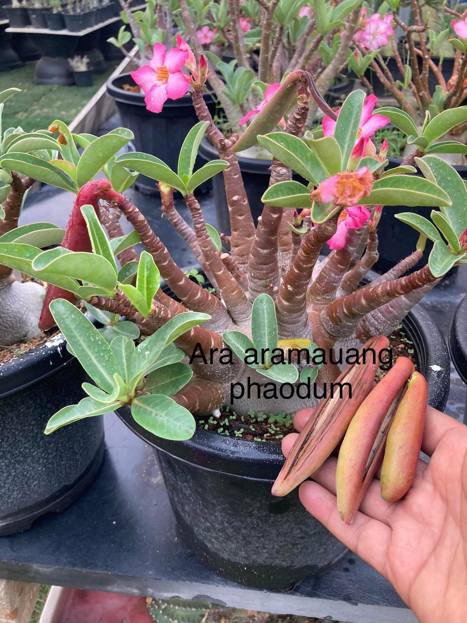 Adenium Arabicum Black Skin MPD Seeds - 5 Seeds