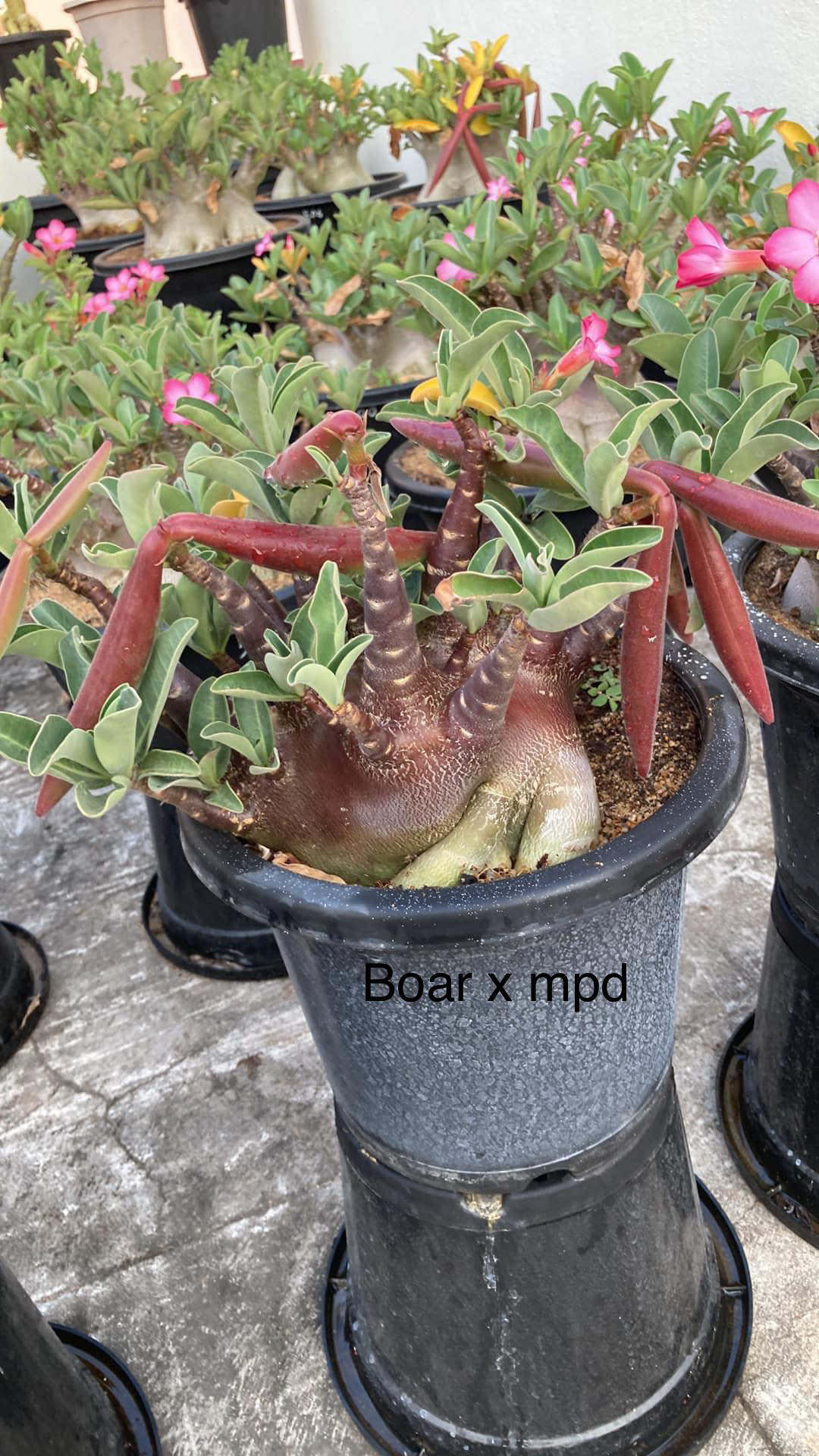 Adenium Arabicum Black Skin Black Boar X MPD Seeds - 10+1 Seeds