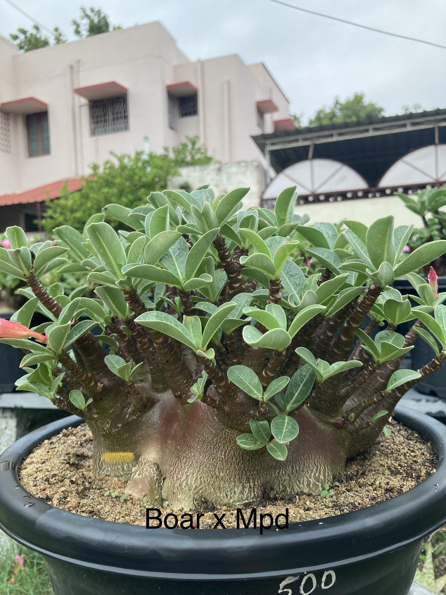 Adenium Arabicum Black Skin Black Boar X MPD Seeds - 5 Seeds