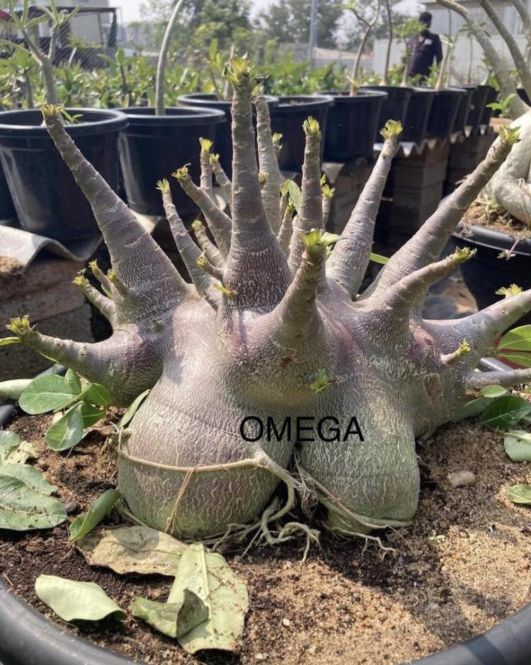 Adenium Arabicum Black Skin Omega Seeds - 10+1 Seeds