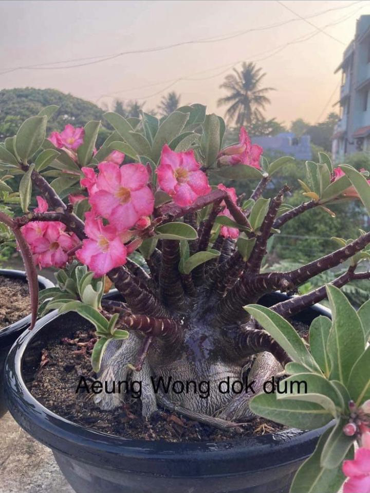 Adenium Arabicum Black Skin Aueng Wong Dok Dum(AWDD) Seeds - 5 Seeds