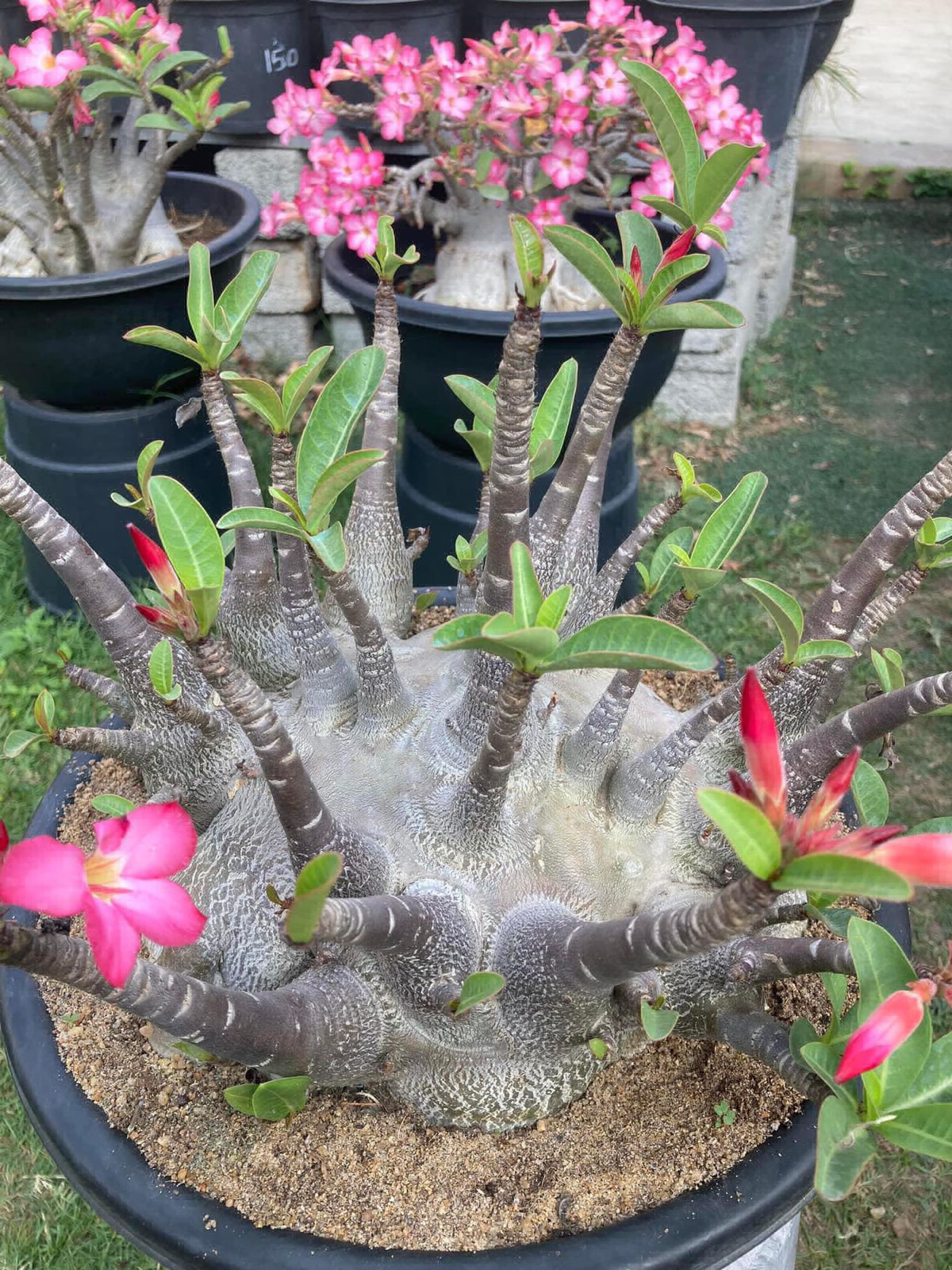 Adenium Arabicum Black Skin Mauang PhaoDum Seeds - 10+1 Seeds