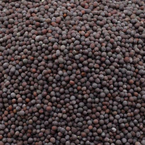 Medium Mustard - మీడియం ఆవాలు - 100g