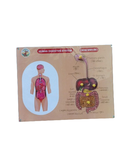 Human Digestive System - SKU126CODE