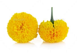 Marigold Flower Yellow - 100g