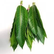 Mango Leaves - 6 Pcs