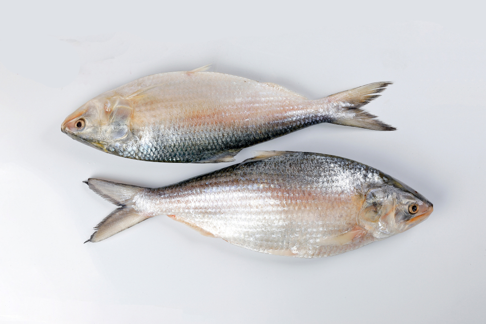 Hilsa/Ilish/ইলিশ - Medium Size, Bengali Cut With Head - 1kg