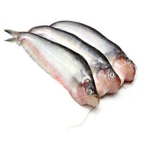 Pabda Fish/পাবদা মাছ  - 1kg