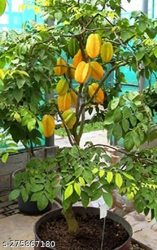 Star Fruit Plant - 1pcs