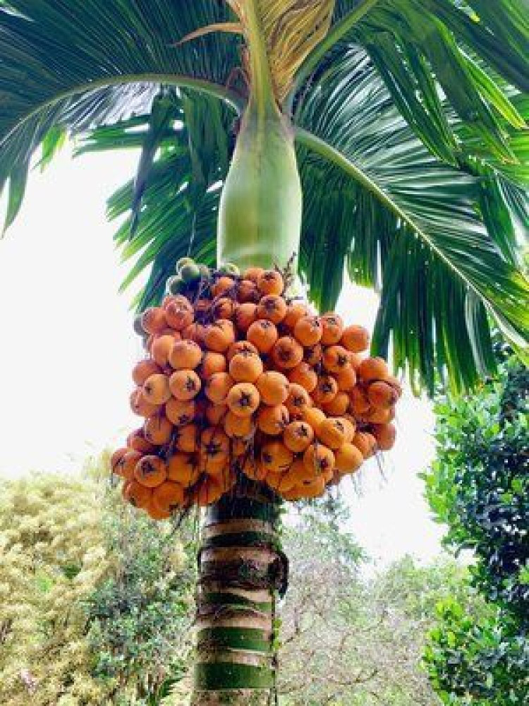 Betel Nut/Supari Plant  - 1pcs