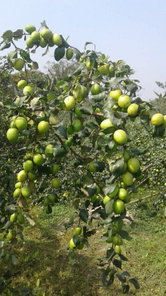 Green Apple Ber Plant/ কুল  - 1pcs