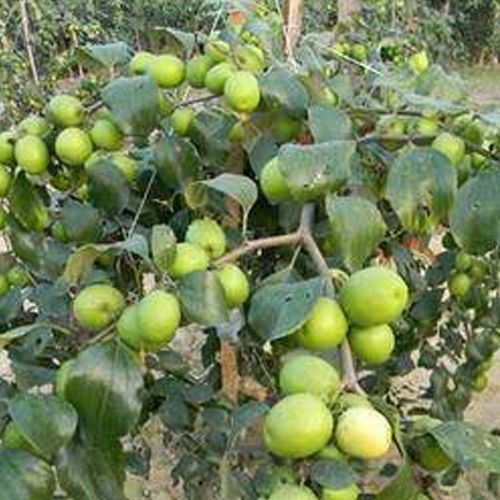 Green Apple Ber Plant/ কুল  - 1pcs