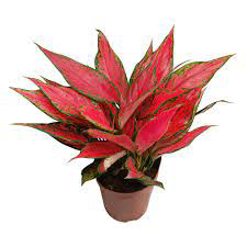 Aglaonema  Red Angle - 1pcs