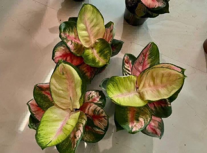  Aglaonema Cabbage  - 1pcs