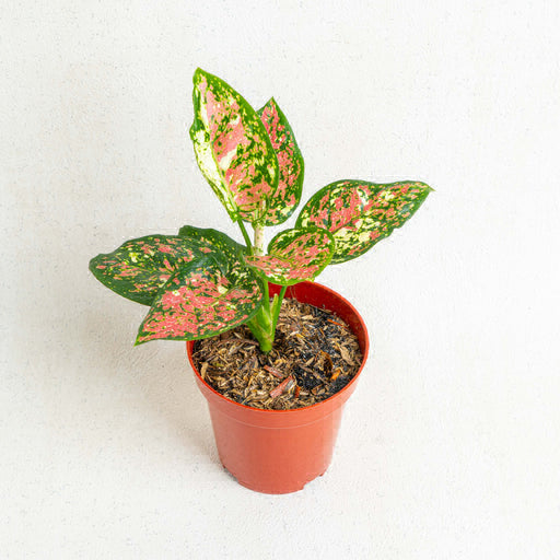 Aglaonema Tricolour  - 1pcs