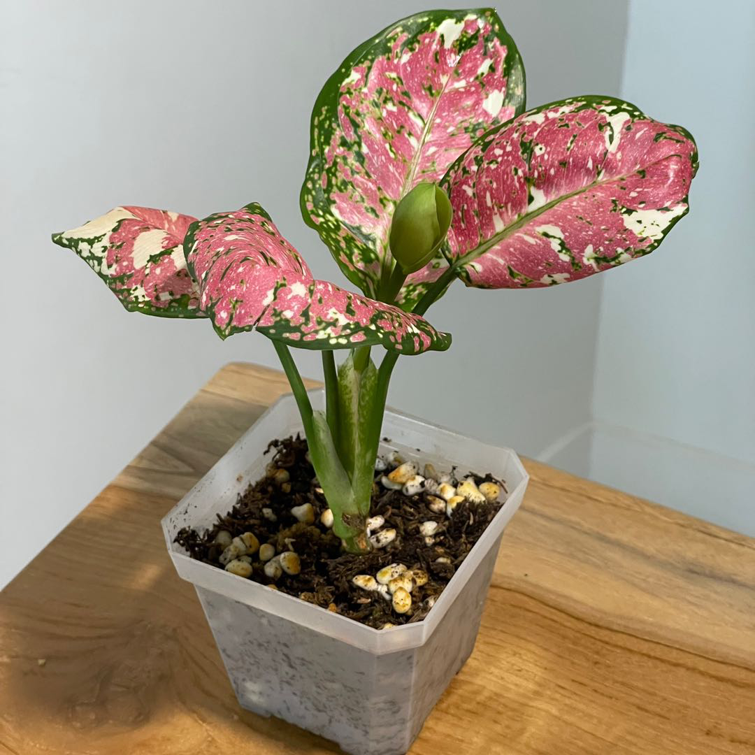 Aglaonema Tricolour  - 1pcs