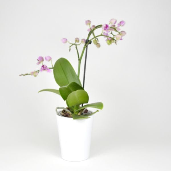 Dendrobium FS Without Pot - 1pcs